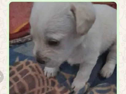 Cachorro raça SRD-ViraLata idade Abaixo de 2 meses nome Os filhotes não tem nomes