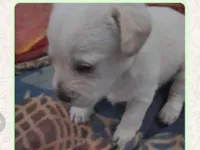 Cachorro raça SRD-ViraLata idade Abaixo de 2 meses nome Os filhotes não tem nomes