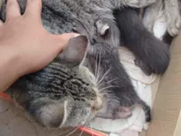 Gato raça SRD-ViraLata idade 1 ano nome Piter