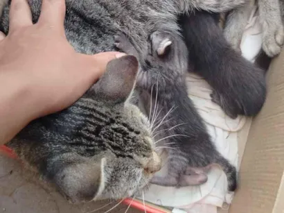 Gato raça SRD-ViraLata idade 1 ano nome Piter