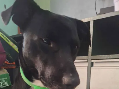 Cachorro raça SRD-ViraLata idade 2 anos nome Joca