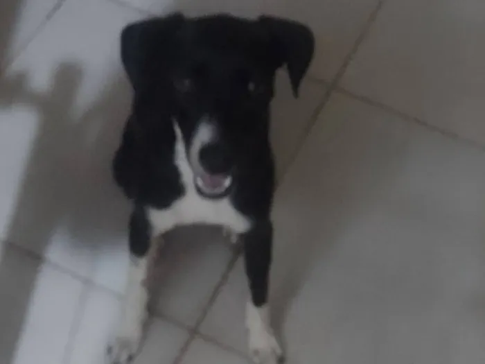 Cachorro raça SRD-ViraLata idade 7 a 11 meses nome Coloquei bela