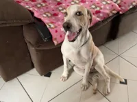 Gato raça  idade 2 a 6 meses nome Lindinha