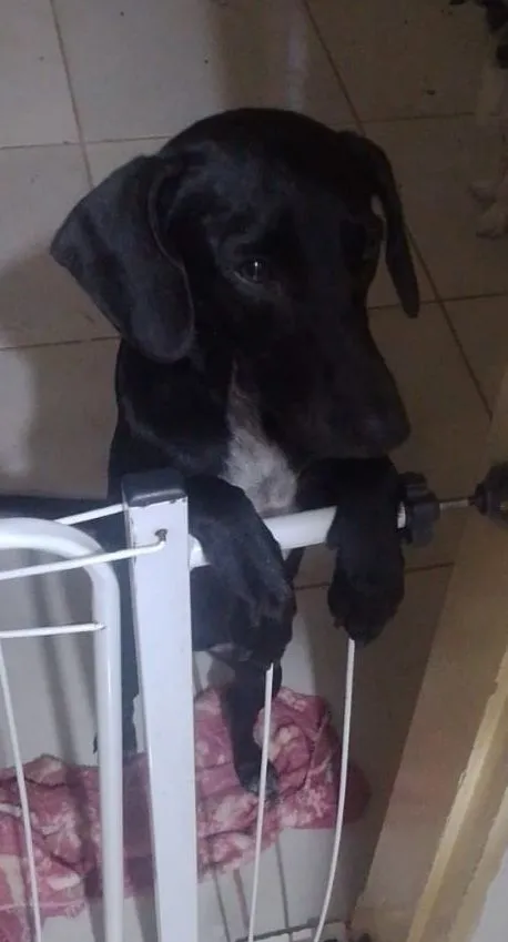 Coloquei o nome Sofia 