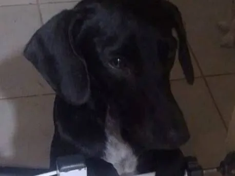 Cachorro raça SRD-ViraLata idade 7 a 11 meses nome Coloquei o nome Sofia 