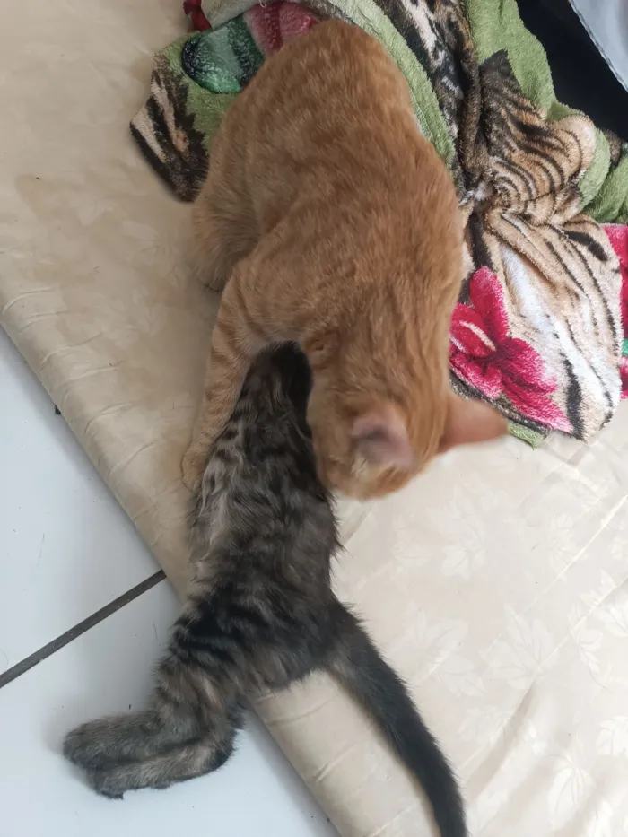 Gato raça SRD-ViraLata idade 1 ano nome Bloom 