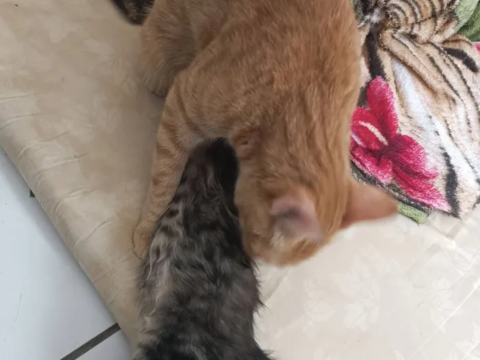 Gato raça SRD-ViraLata idade 1 ano nome Bloom 