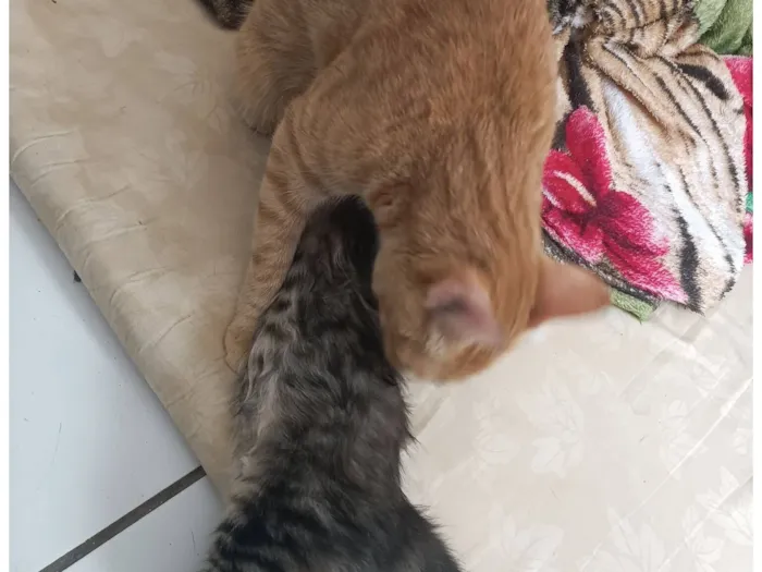 Gato raça SRD-ViraLata idade 1 ano nome Bloom 