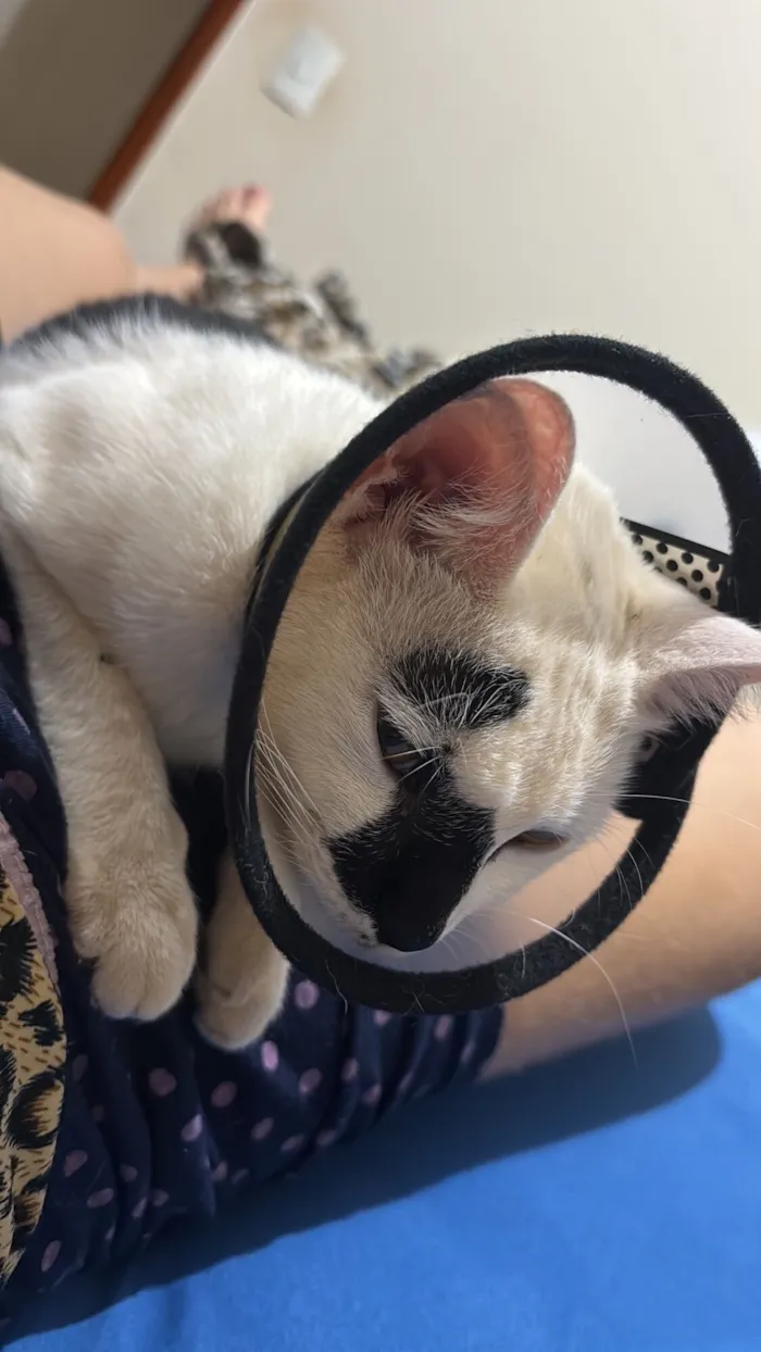 Gato raça SRD-ViraLata idade 7 a 11 meses nome PIPOCA 