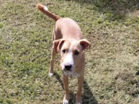 Cachorro raça SRD-ViraLata idade 2 a 6 meses nome Tiger