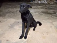 Cachorro raça SRD-ViraLata idade 7 a 11 meses nome Urso