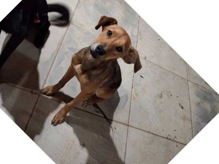 Cachorro raça SRD-ViraLata idade 7 a 11 meses nome Tustão 