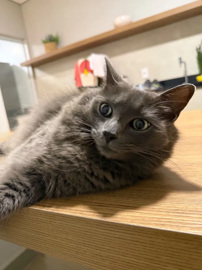 Gato raça SRD-ViraLata idade 5 anos nome Abel 