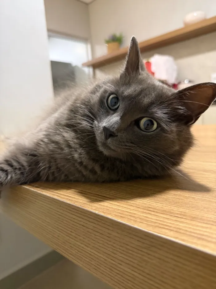 Gato raça SRD-ViraLata idade 5 anos nome Abel 