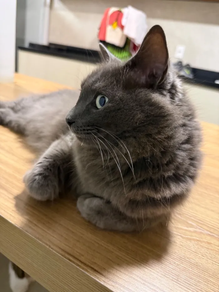 Gato raça SRD-ViraLata idade 5 anos nome Abel 