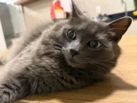 Gato raça SRD-ViraLata idade 5 anos nome Abel 