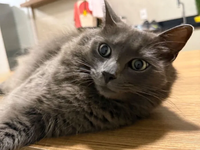 Gato raça SRD-ViraLata idade 5 anos nome Abel 