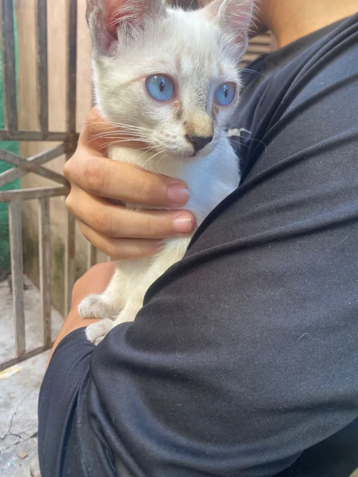 Gato raça Siamês idade 2 a 6 meses nome Gatos