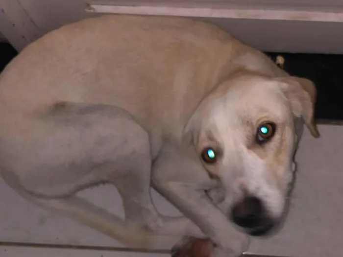 Cachorro raça SRD-ViraLata idade 7 a 11 meses nome Crsital