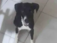 Cachorro raça SRD-ViraLata idade 7 a 11 meses nome Coloquei bela