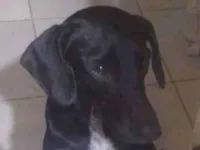 Cachorro raça SRD-ViraLata idade 7 a 11 meses nome Coloquei o nome Sofia 