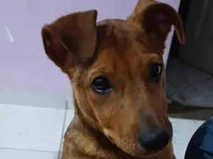 Cachorro raça SRD-ViraLata idade 7 a 11 meses nome Jessy