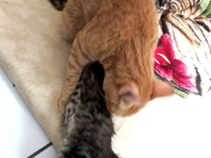 Gato raça SRD-ViraLata idade 1 ano nome Bloom 