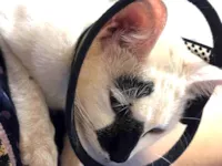 Gato raça SRD-ViraLata idade 7 a 11 meses nome PIPOCA 