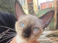 Gato raça Siamês idade 2 a 6 meses nome Gatos