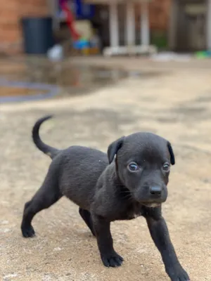 Cachorro raça SRD-ViraLata idade 7 a 11 meses nome Dandara
