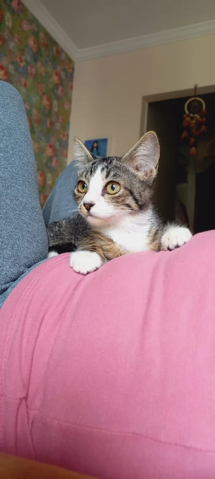 Gato raça SRD-ViraLata idade 2 a 6 meses nome Gatinho Lindo