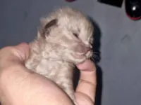 Gato raça SRD-ViraLata idade Abaixo de 2 meses nome GATOS FILHOTES