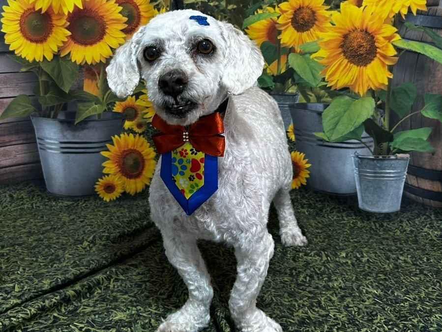 Cachorro raça Poodle idade 6 ou mais anos nome Billy