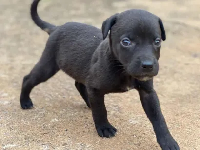 Cachorro raça SRD-ViraLata idade 7 a 11 meses nome Dandara