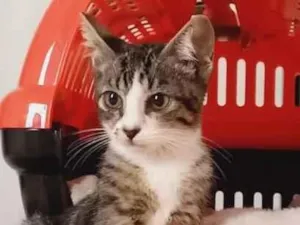 Gato raça SRD-ViraLata idade 2 a 6 meses nome Gatinho Lindo