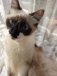 Gato raça Siamês idade 2 a 6 meses nome Siamês 