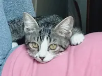 Gato raça SRD-ViraLata idade 2 a 6 meses nome Gatinho Lindo