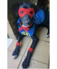 Cachorro raça SRD-ViraLata idade 1 ano nome Pelé