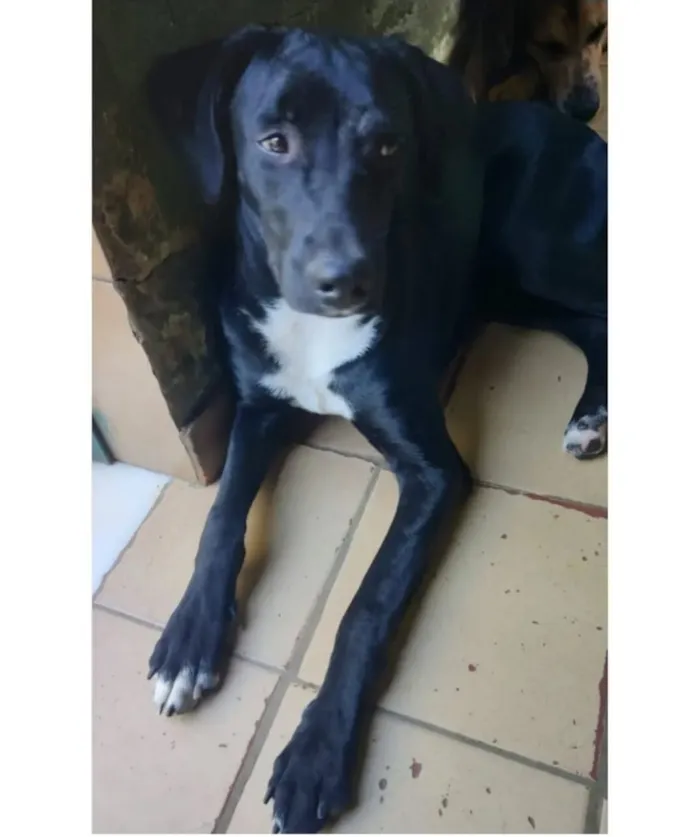 Cachorro raça SRD-ViraLata idade 1 ano nome Pelé