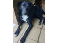 Cachorro raça SRD-ViraLata idade 1 ano nome Pelé