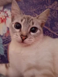 Gato raça SRD-ViraLata idade 2 a 6 meses nome Scalart 