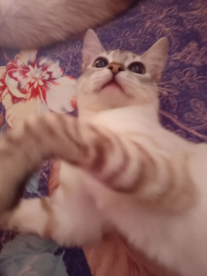 Gato raça SRD-ViraLata idade 2 a 6 meses nome Scalart 