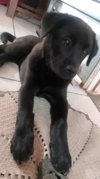 Cachorro raça Chow Chow idade 7 a 11 meses nome Nina 