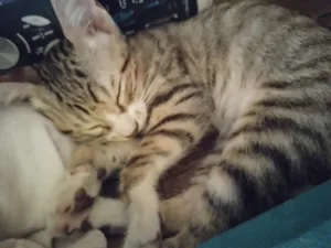 Gato raça SRD-ViraLata idade 2 a 6 meses nome Não possuem