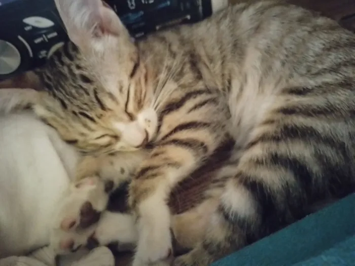 Gato raça SRD-ViraLata idade 2 a 6 meses nome Não possuem