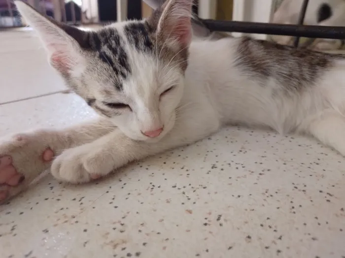 Gato raça SRD-ViraLata idade 2 a 6 meses nome Não possuem