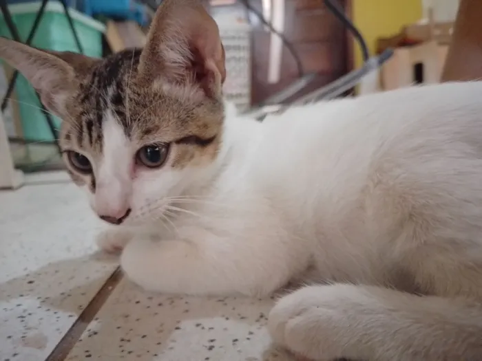 Gato raça SRD-ViraLata idade 2 a 6 meses nome Não possuem