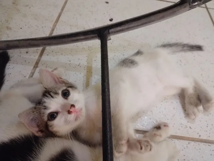 Gato raça SRD-ViraLata idade 2 a 6 meses nome Não possuem