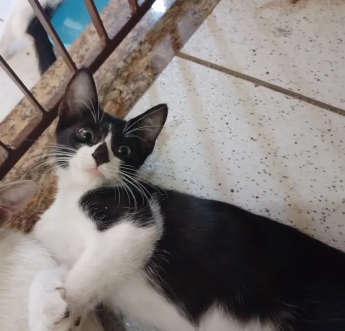 Gato raça SRD-ViraLata idade 2 a 6 meses nome Não possuem