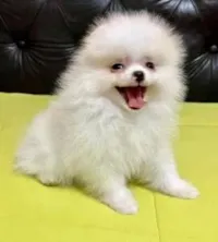 Cachorro raça Maltês idade 7 a 11 meses nome Você escolhe